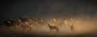 Wild Horses Art Print
